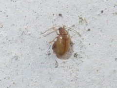 Longitarsus jacobaeae