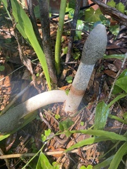 Phallus ravenelii