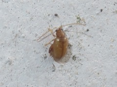 Longitarsus jacobaeae