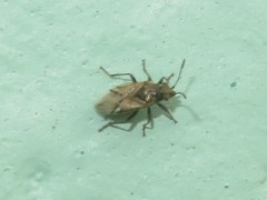 Nysius huttoni