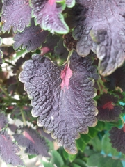 Coleus scutellarioides