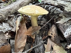 Hemileccinum