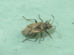 Nysius huttoni