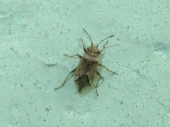 Nysius huttoni