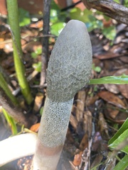 Phallus ravenelii