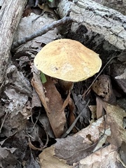 Hemileccinum
