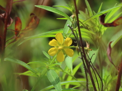 Ludwigia leptocarpa