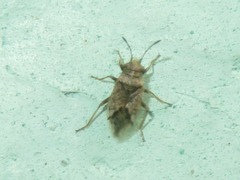 Nysius huttoni