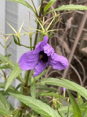 Bombus pensylvanicus