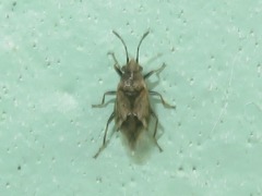 Nysius huttoni