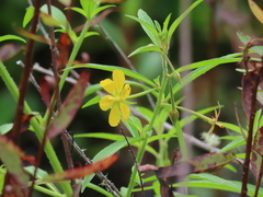 Ludwigia leptocarpa