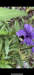 Bombus pensylvanicus