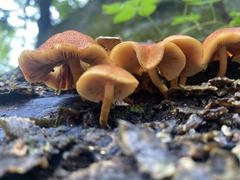 Flammulaster erinaceellus