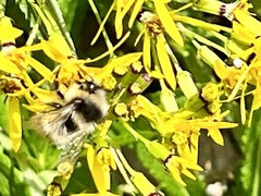 Bombus formosellus