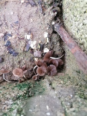 Desarmillaria caespitosa
