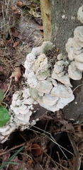 Trametes pubescens