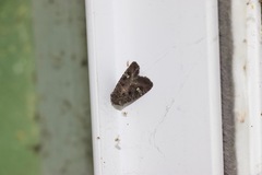 Lacinipolia renigera