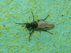 Dilophus febrilis