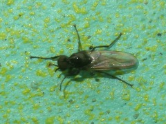 Dilophus febrilis