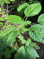 Laportea canadensis