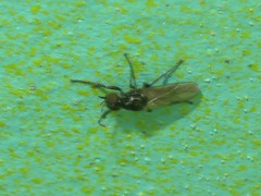 Dilophus febrilis
