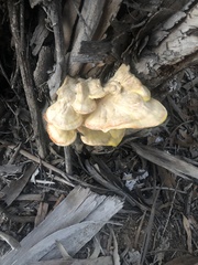 Laetiporus gilbertsonii