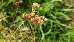 Spilostethus saxatilis