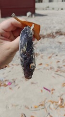 Sphoeroides marmoratus