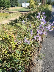 Symphyotrichum ciliolatum