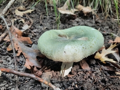 Virescentinae