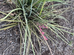 Hesperaloe