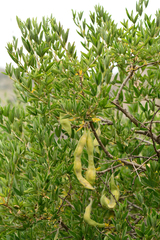 Anagyris foetida