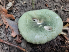 Virescentinae