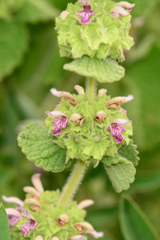 Pseudodictamnus hirsutus