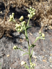 Baccharis plummerae plummerae