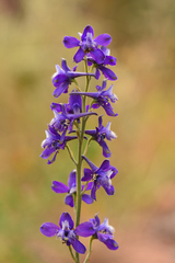 Delphinium pentagynum