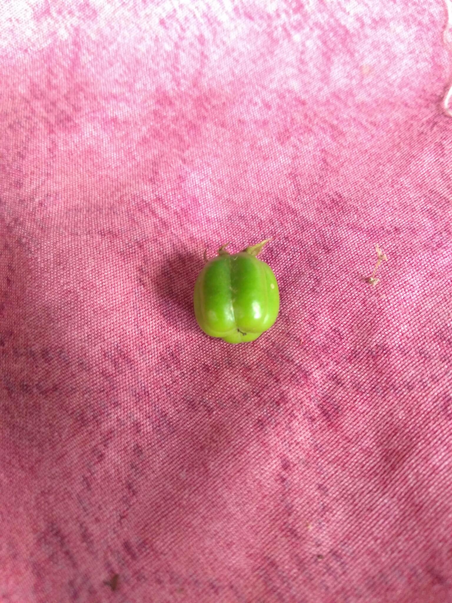 Jatropha gossypiifolia