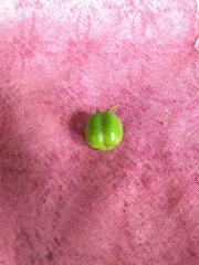 Jatropha gossypiifolia