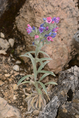 Echium albicans