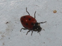 Coccinella undecimpunctata