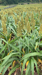 Sorghum bicolor