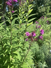 Vernonia gigantea