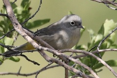 Leiothlypis virginiae