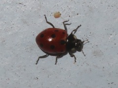 Coccinella undecimpunctata