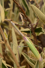 Empusa pennata