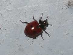 Coccinella undecimpunctata