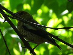 Coccothraustes coccothraustes