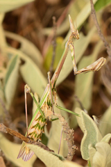 Empusa pennata