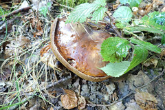Neoboletus erythropus
