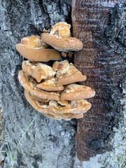 Inonotus hispidus